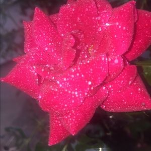 Meet your Posher, Lana